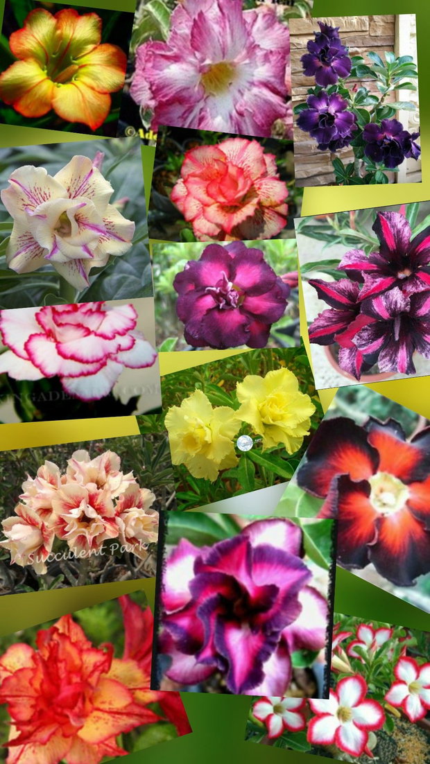 Seminte adenium si plumeria