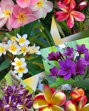 Seminte adenium si plumeria