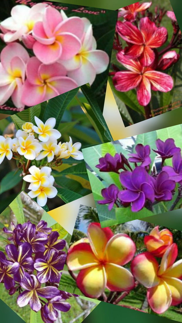 Seminte adenium si plumeria