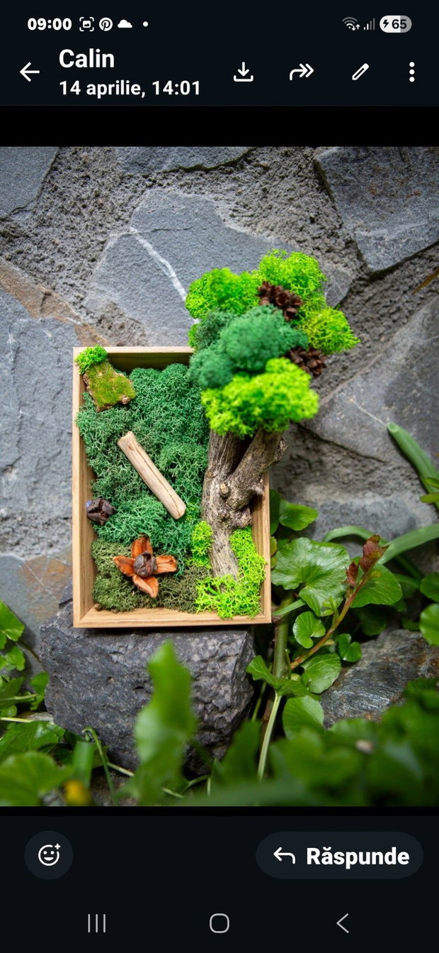 Decor verde birou cu licheni stabilizati si elemente din natura.