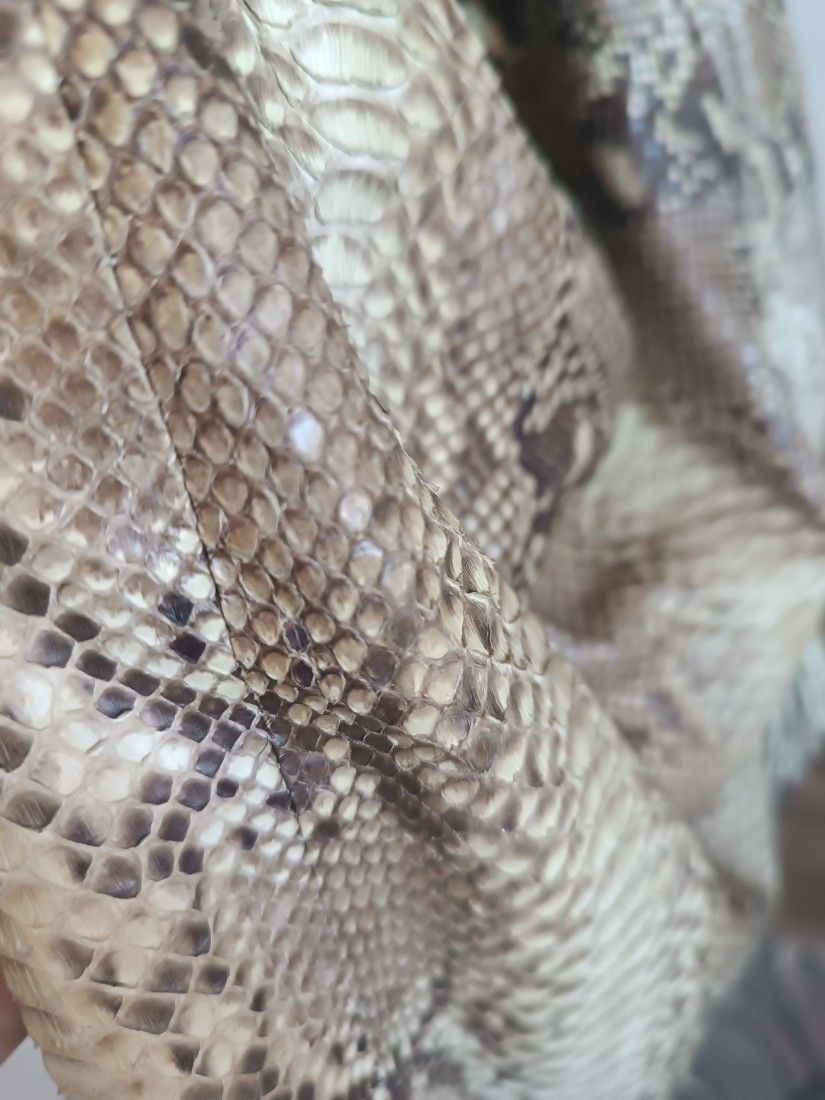 Geanta din piele de șarpe, piton