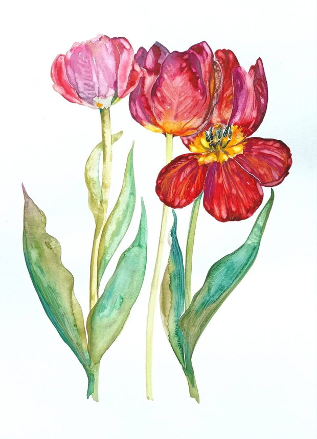 Tulipa - Tablou, Pictură Originală - Nature and Colors Collection