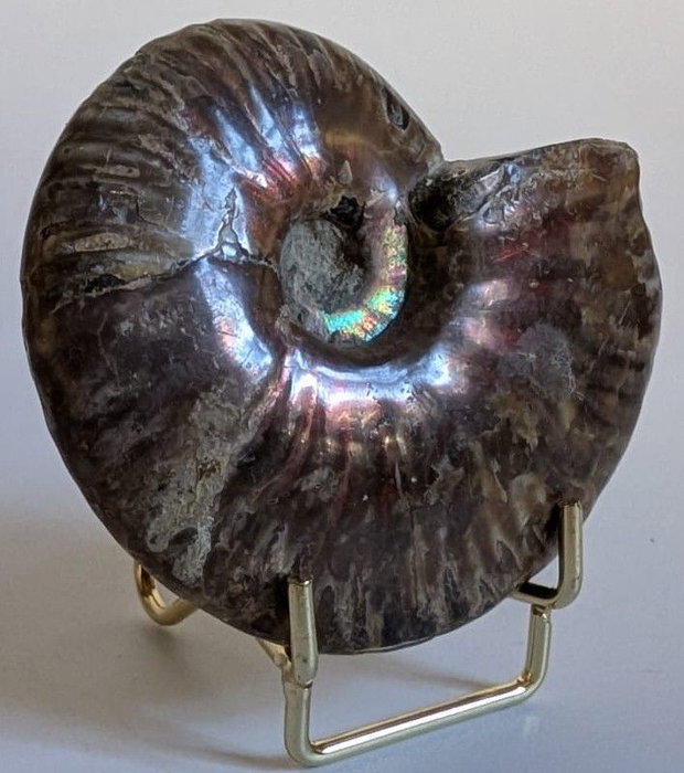 Fosila - Amonit Rainbow - Specimen intreg