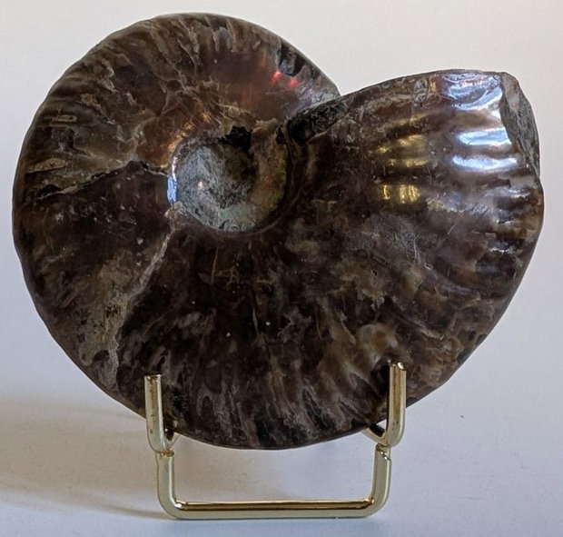 Fosila - Amonit Rainbow - Specimen intreg