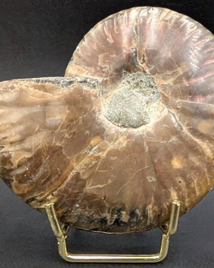 Fosila - Amonit Rainbow - Specimen intreg