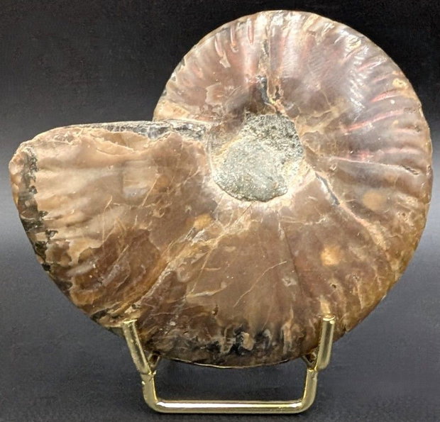 Fosila - Amonit Rainbow - Specimen intreg