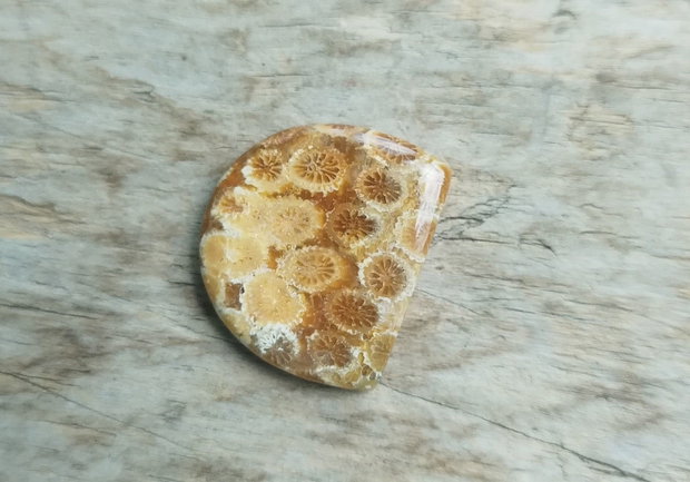 Cabochon coral fosil, 26x23x5 mm