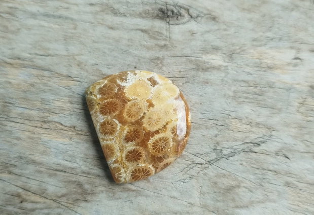 Cabochon coral fosil, 26x23x5 mm