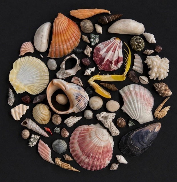 Shadow Box cu Scoici Naturale | Decor Marin Handmade 30x30 cm