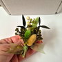 Flori de pus în piept / Cocarde invitați nuntă - flori naturale uscate și stabilizate , Lagurus și Eucalipt , Bej Verde