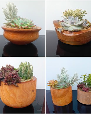 Ghivece/vase aranjamente plante din lemn