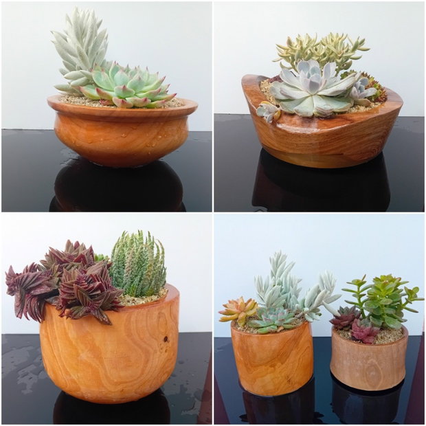 Ghivece/vase aranjamente plante din lemn