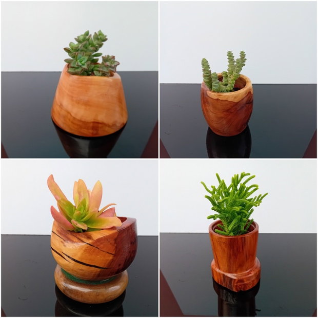 Ghivece/vase aranjamente plante din lemn