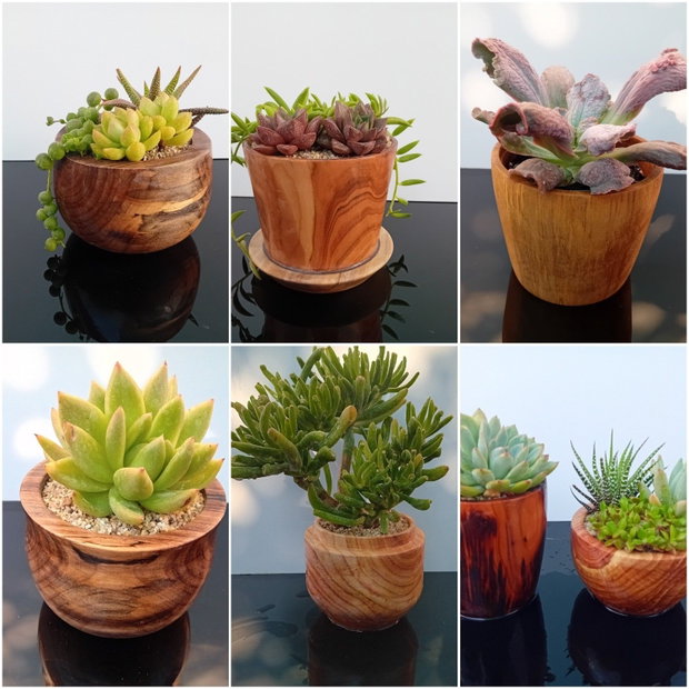 Ghivece/vase aranjamente plante din lemn