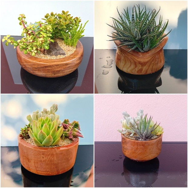 Ghivece/vase aranjamente plante din lemn