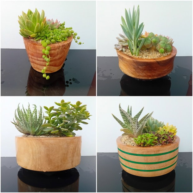Ghivece/vase aranjamente plante din lemn