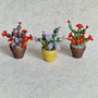 Cactus miniatural