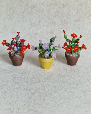 Cactus miniatural