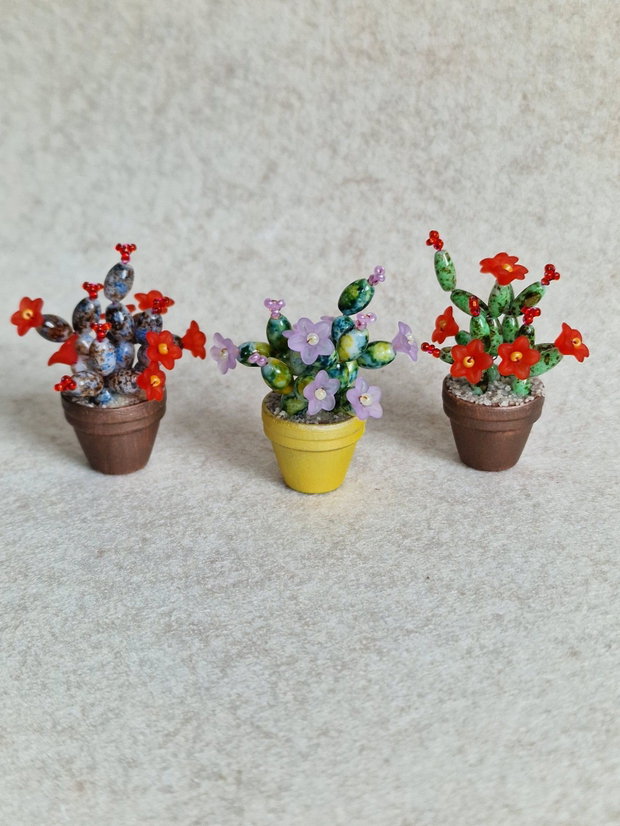 Cactus miniatural