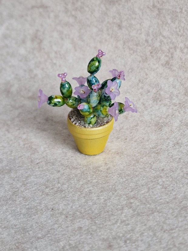 Cactus miniatural
