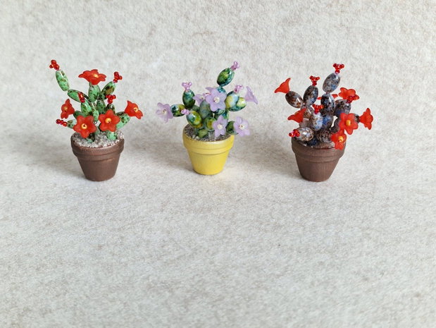 Cactus miniatural
