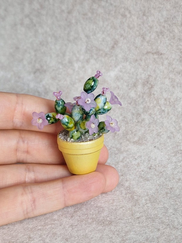 Cactus miniatural