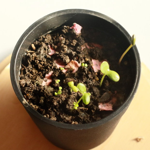 Marturii plantabile - hăinuță bebe - hartie manuala plantabila cu seminte si petale de flori