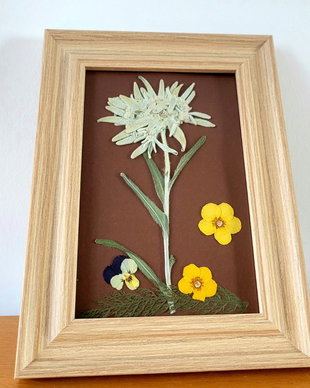 Tablou floare de colț presată