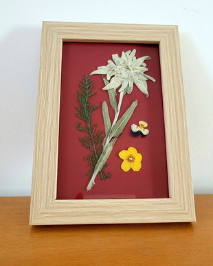 Tablou floare de colț presată