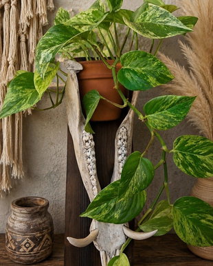 Suport decorativ