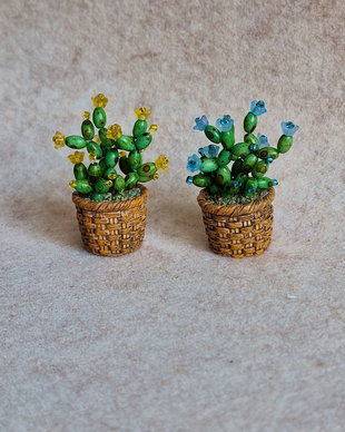 Cactus miniatural