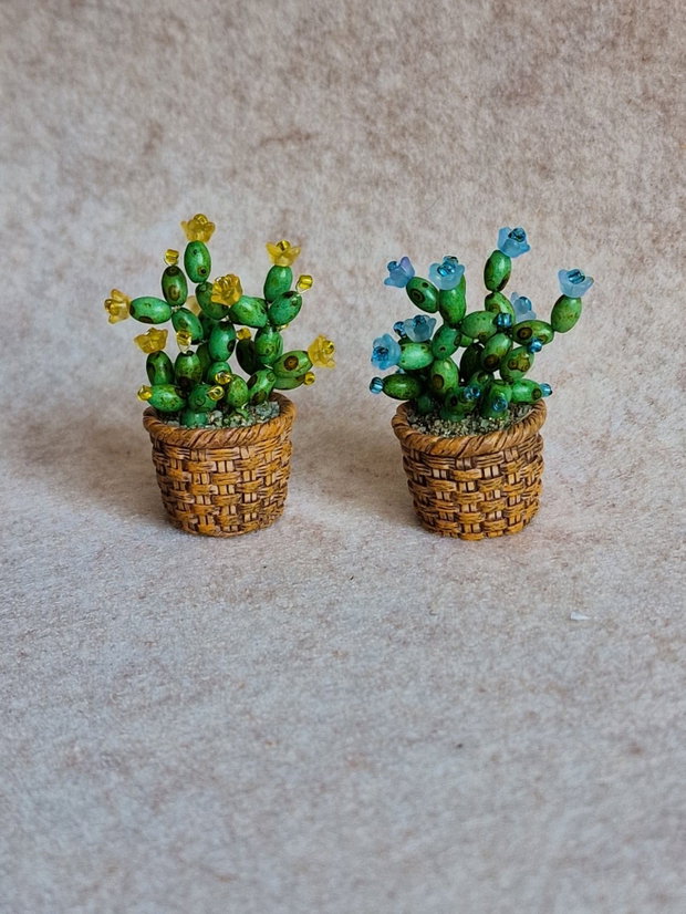 Cactus miniatural