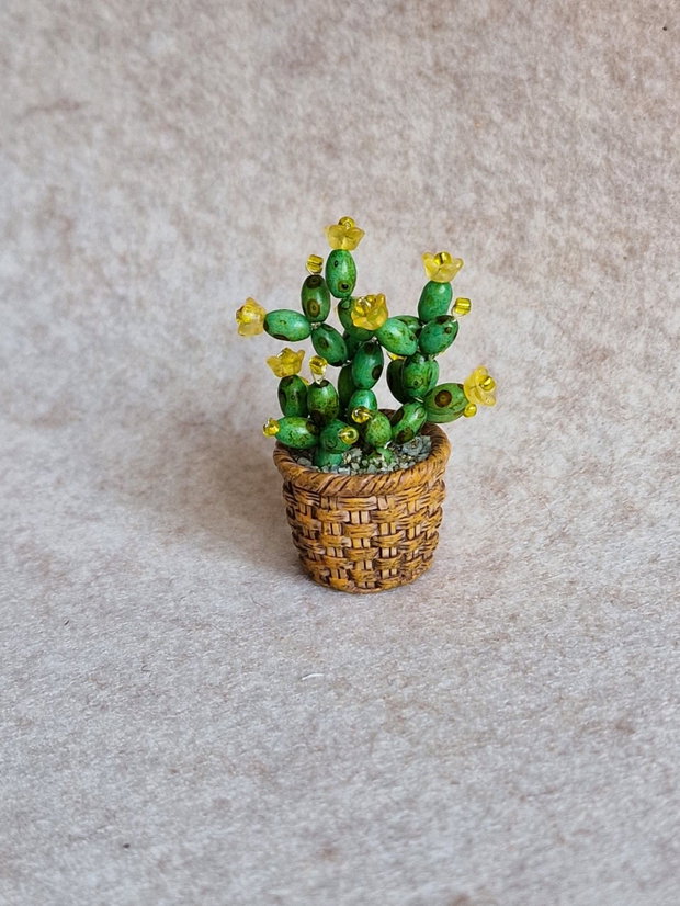 Cactus miniatural