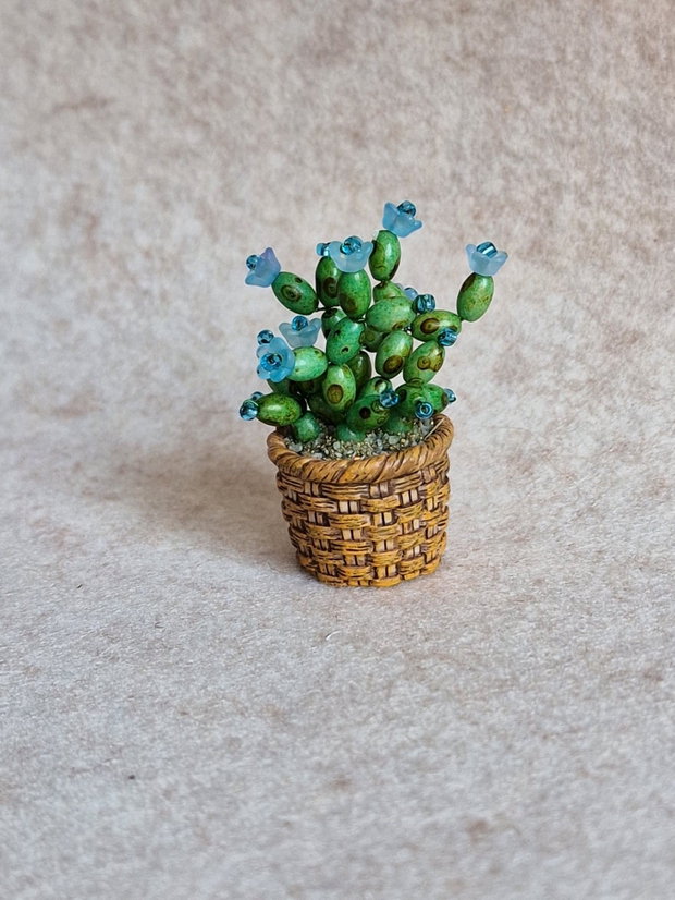 Cactus miniatural