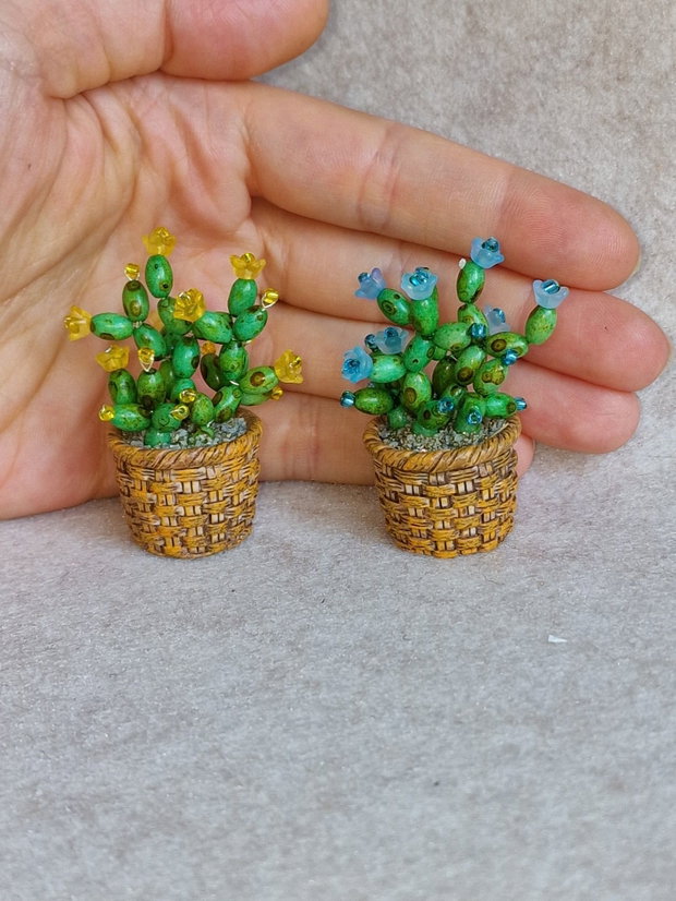 Cactus miniatural