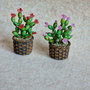 Cactus miniatural