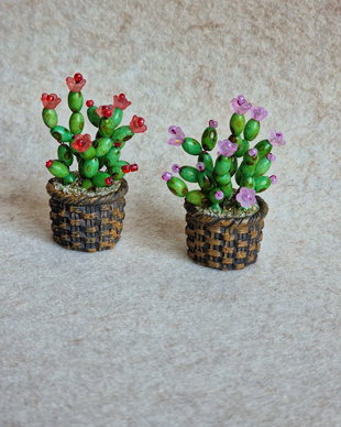Cactus miniatural