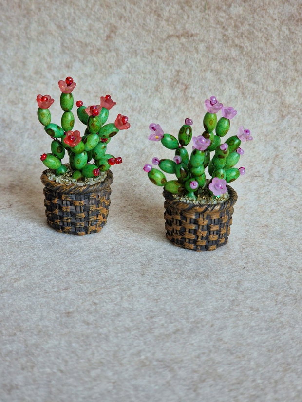 Cactus miniatural