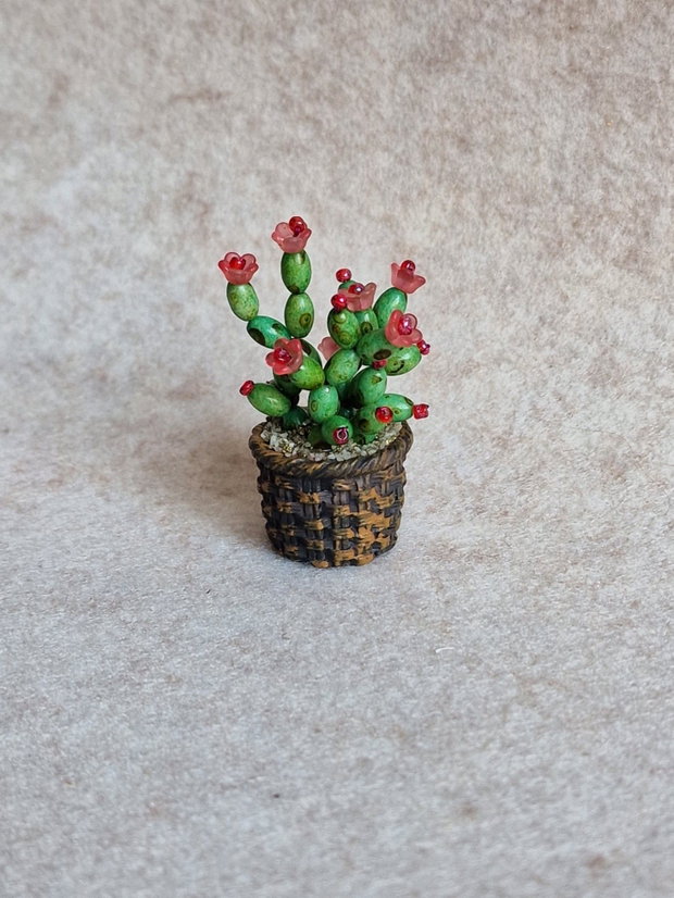 Cactus miniatural