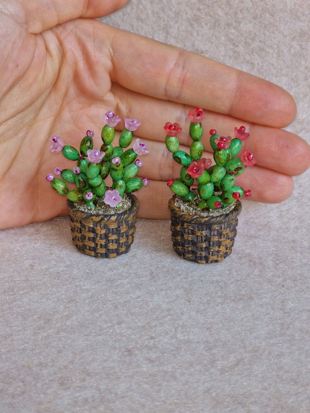 Cactus miniatural