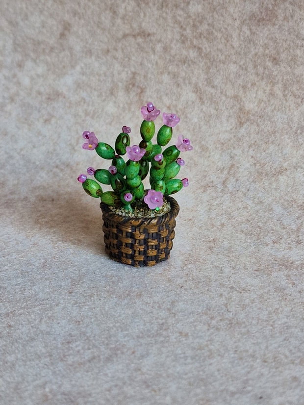 Cactus miniatural