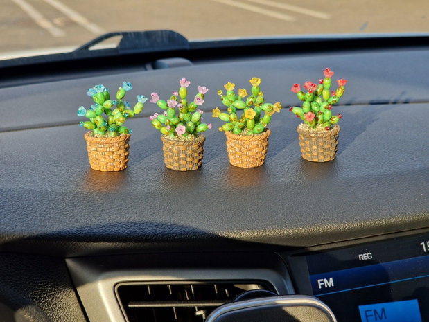 Cactus pentru mașină