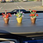 Cactus pentru mașină