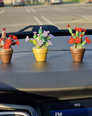 Cactus pentru mașină