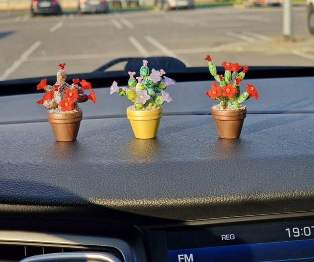Cactus pentru mașină