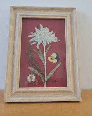 Tablou floare de colț presată
