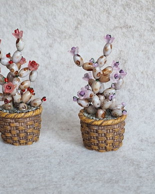 Cactus miniatural