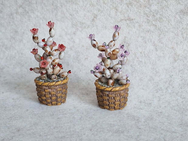 Cactus miniatural