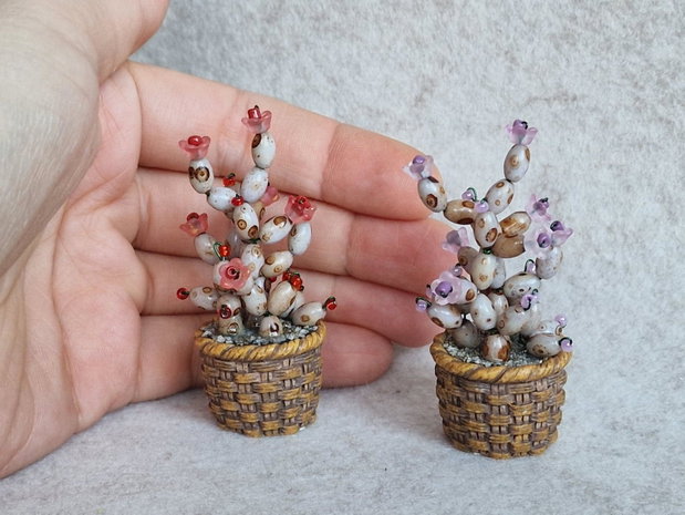 Cactus miniatural