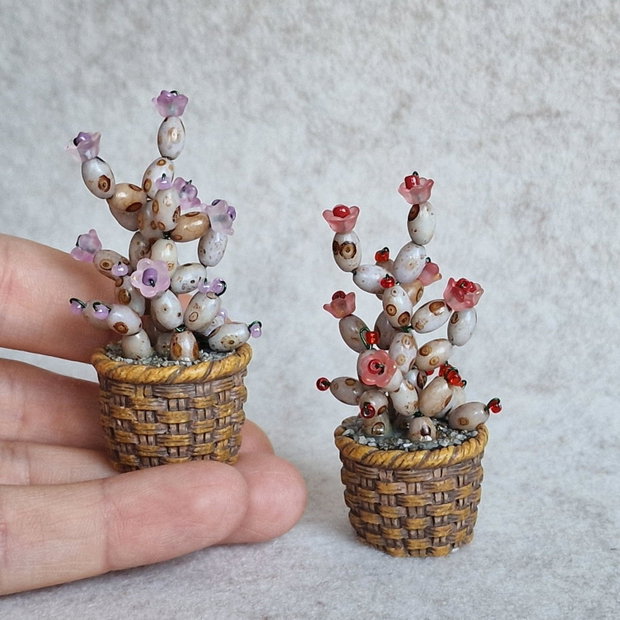 Cactus miniatural